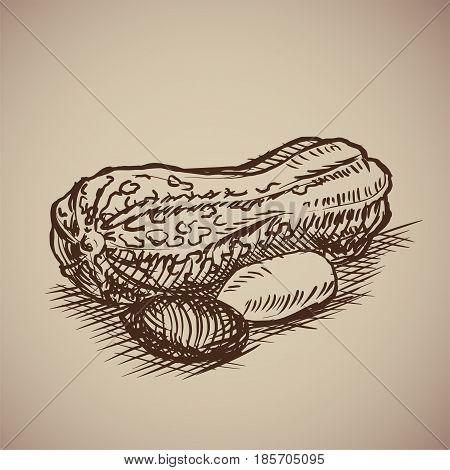 Vector illustration. Drawn by hand. Vintage nuts.