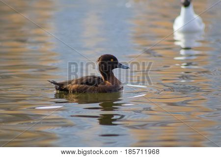 Aythya Fuligula Floats