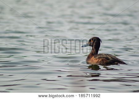 Aythya Fuligula Floats