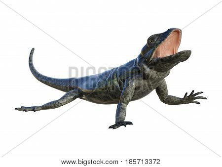 3D Rendering Chuckwalla On White
