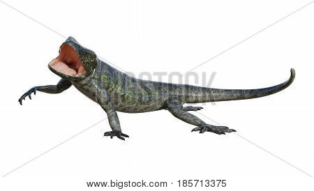 3D Rendering Chuckwalla On White