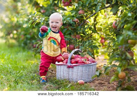 Baby Boy Picking Apples In Fruit Garden