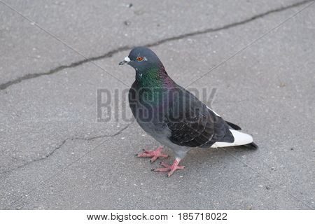 black pigeon sitting on the street and looking