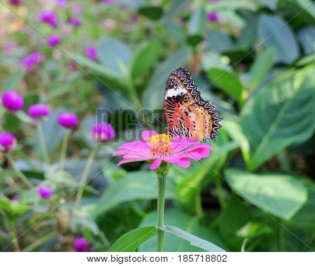 Butterfly suck pollen on flower in nature garden.