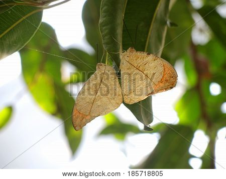 Orange oak leaf butterfly (Kallima inachus). Butterfly look like dried Leaf.