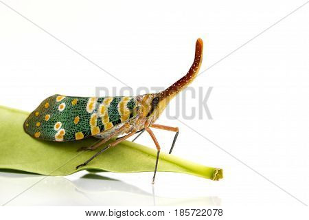 Image of Pyrops candelaria or lantern Fly on white background. Bug Insect.
