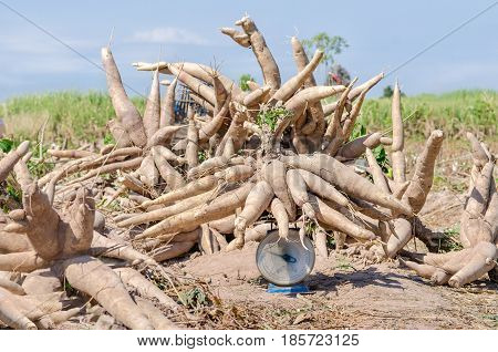 Big pile of fresh cassava harvested in farmland.