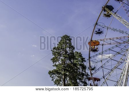 Bright Ferris wheel on a background of old tall pine trees and clear sky.