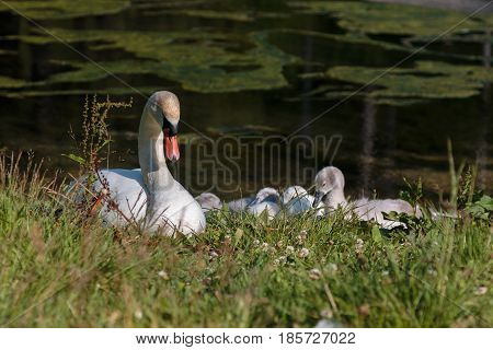 White Swan And Gray Ducklings In Lake's Edge