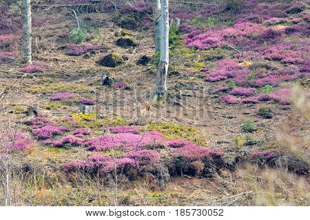 Early spring in rare beech forest with blooming heather bushes