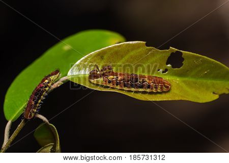 Common Oakblue (arhopala Pseudocentaurus) Caterpillars