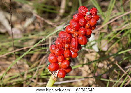 Arum maculatum woodland plant species of the Araceae family. Poisonous plant. Kozlac