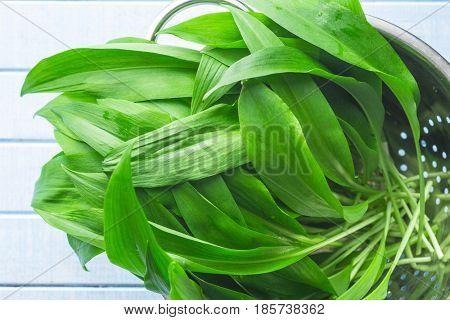 Ramson or wild garlic leaves in colander on kitchen table. Top view.