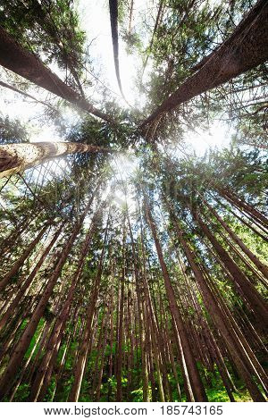 Forest or wood with a lot of trees