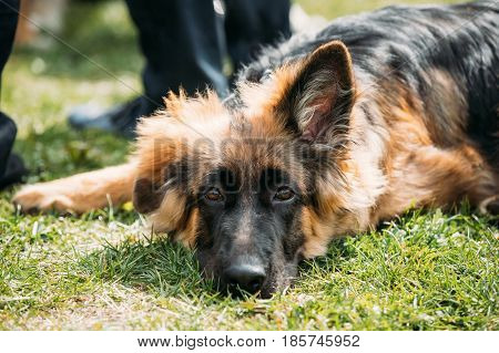 Beautiful Tired Small Young Black German Shepherd Puppy Dog Resting In Green Grass Near Owner. Alsatian Wolf Dog Or German Shepherd Dog Outdoor. Deutscher Dog.