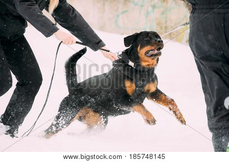 Training Of Purebred Black Rottweiler Metzgerhund Adult Dog. Attack And Defence. Winter Season