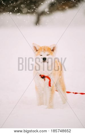 Beautiful Puppy Of Akita Dog Or Akita Inu, Japanese Akita Standing In Snow At Winter Day. The Akita Is A Large Breed Of Dog Originating From The Mountainous Northern Regions Of Japan.