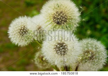 Dandelions on green field in lights sunset.
