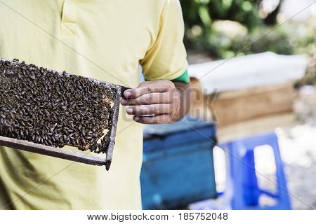 Honey Production