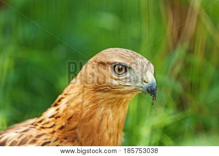 Close-Up of the Face of a Peregrine Falcon (Falco peregrinus)