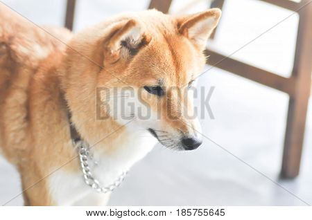 shiba or shiba inu dog (Japanese dog)