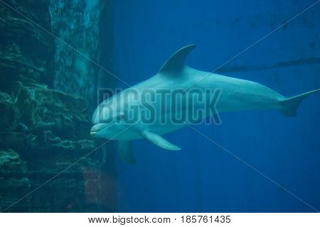 Common Bottlenose Dolphin - Tursiops Truncatus