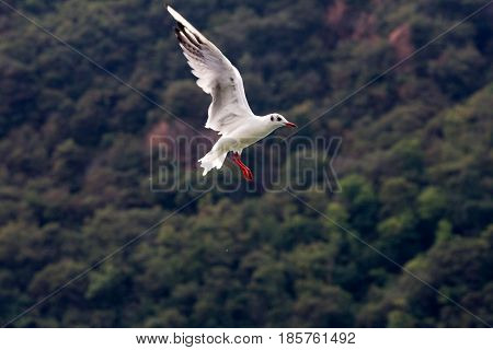 Common Gull - Larus Canus