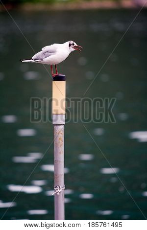 Common Gull - Larus Canus