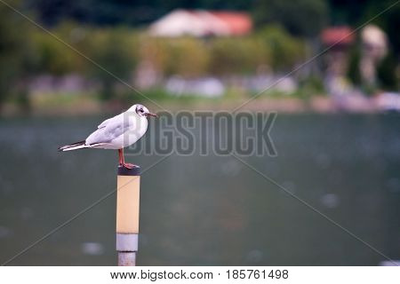 Common Gull - Larus Canus