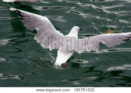 Common Gull - Larus Canus