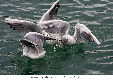 Common Gull - Larus Canus