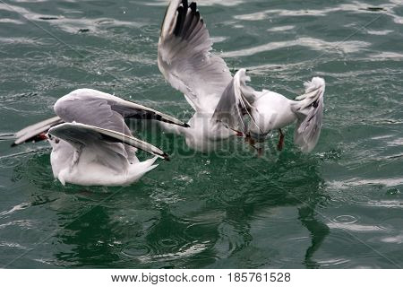 Common Gull - Larus Canus