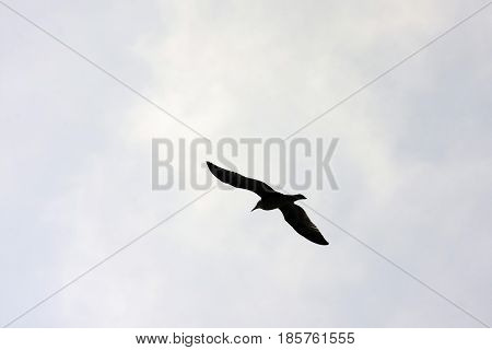 Common Gull - Larus Canus