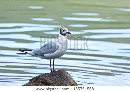 Common Gull - Larus Canus