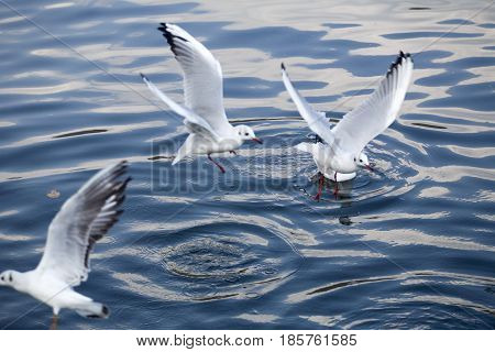 Common Gull - Larus Canus