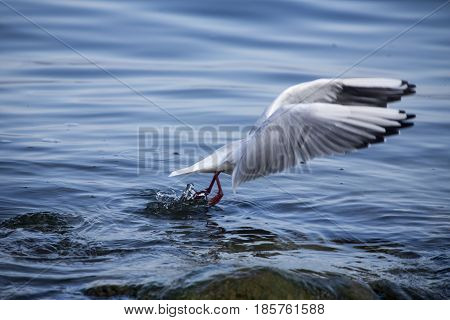 Common Gull - Larus Canus