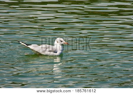 Common Gull - Larus Canus