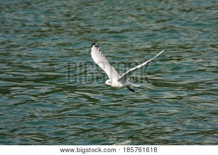 Common Gull - Larus Canus