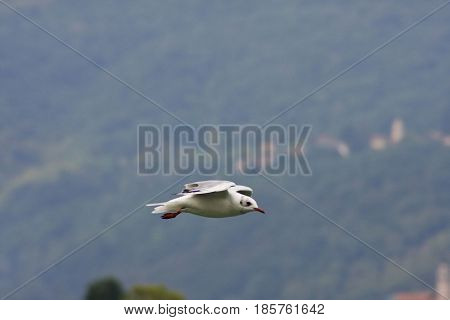 Common Gull - Larus Canus