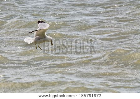 Common Gull - Larus Canus