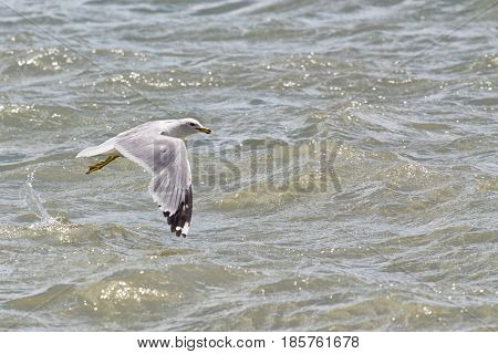 Common Gull - Larus Canus