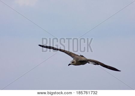 Common Gull - Larus Canus