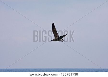 Common Gull - Larus Canus