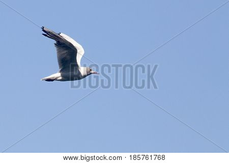 Common Gull - Larus Canus