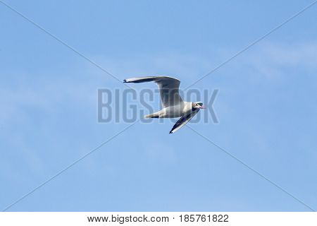 Common Gull - Larus Canus
