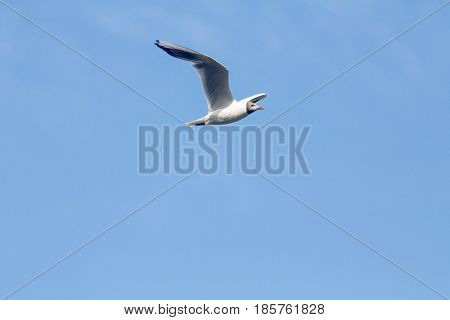Common Gull - Larus Canus