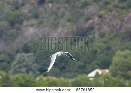 Common Gull - Larus Canus