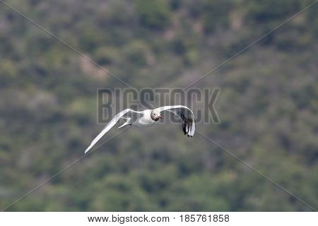 Common Gull - Larus Canus