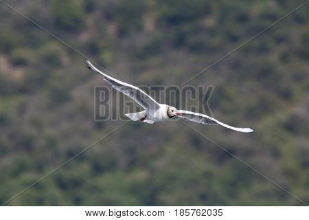Common Gull - Larus Canus
