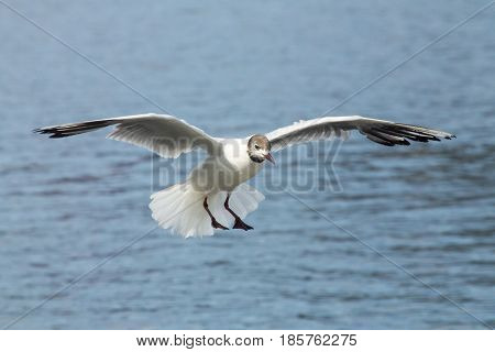 Common Gull - Larus Canus